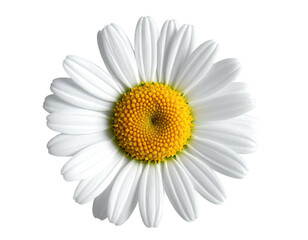 A close-up of a daisy with white petals and a yellow, textured center
