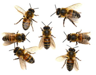 Seven honeybees against a black background, wings spread or partially visible