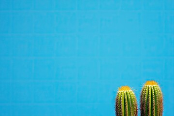 Two prickly cacti against a vibrant blue background