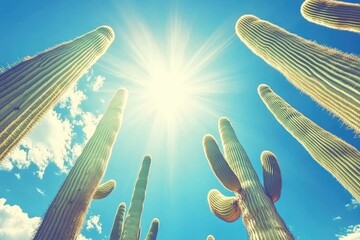 Sunbeams pierce through desert cacti