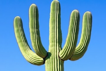 Saguaro cactus against a vibrant blue sky