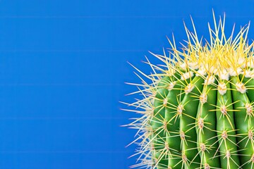 Close-up cactus against vibrant blue
