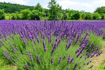 Expansive lavender field under a partly cloudy sky