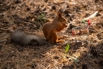 A red squirrel holds a nut while sitting on the ground covered with pine needles. A small shopping cart with colorful items is nearby.