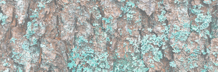 Natural texture of tree bark. The trunk of an old tree, covered with lichen and moss. Natural wood background with bark patterns. Close-up side view.