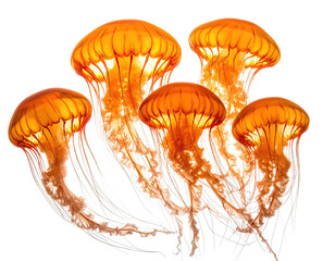 A cluster of glowing orange jellyfish with long, trailing translucent tentacles