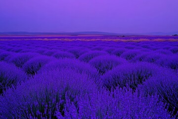Vast lavender field at twilight