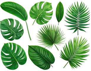 Fototapeta premium Assortment of lush, bright green tropical leaves, arranged against a white background