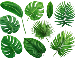 Assortment of lush, bright green tropical leaves, arranged against a white background