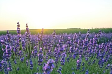 Lavender field at sunset