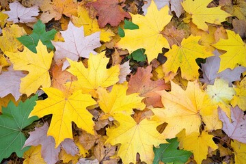 Colorful autumn leaves covering the ground