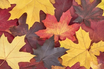 Vibrant autumn leaves, various colors