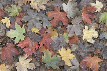 Autumn leaves scattered on ground