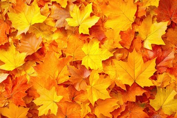 Vibrant autumn leaves cover the ground