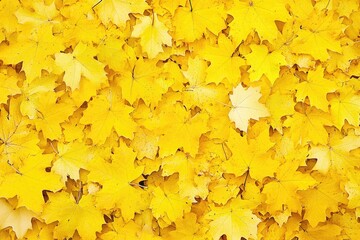 Autumn leaves, vibrant yellow