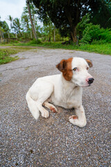 A white and brown Thai dog with three legs was found lying on a rocky ground after an accident.