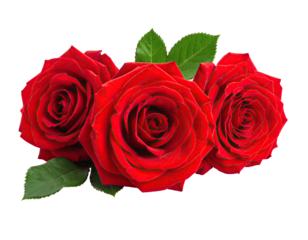 Three vibrant red roses with green leaves against a black background