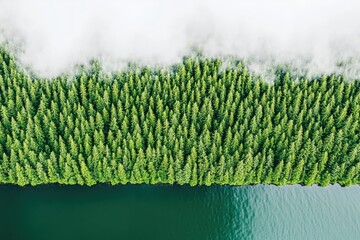 Verdant forest edge meets tranquil water