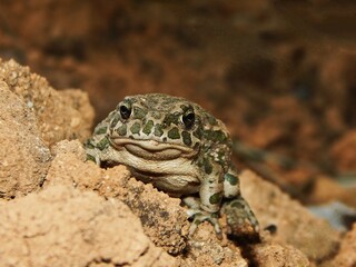 frog 