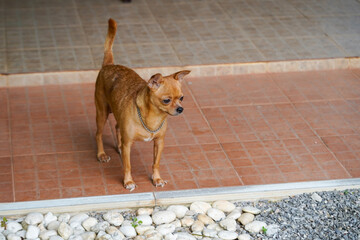 A cool brown Chihuahua. The Chihuahua is cute.