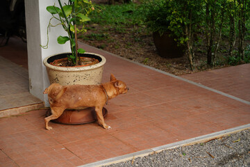 A male Chihuahua with brown fur is standing and urinating.