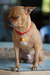 A cool brown Chihuahua. The Chihuahua is cute.