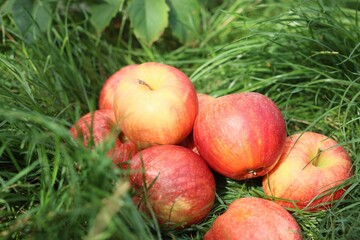 Fresh ripe apples on green grass outdoors, closeup