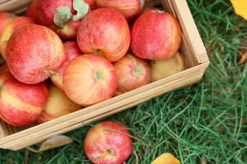 Fresh ripe apples in wooden crate and fallen leaves on green grass outdoors, top view