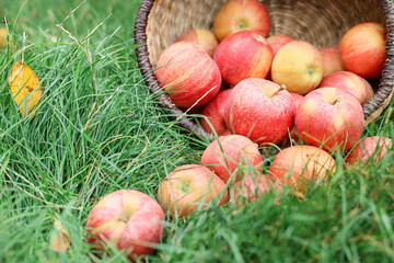 Fresh ripe apples in wicker basket on green grass outdoors, closeup
