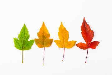 A group of colorful autumn leaves of the river maple tree on a white background. Autumn concept. Ginnala maple