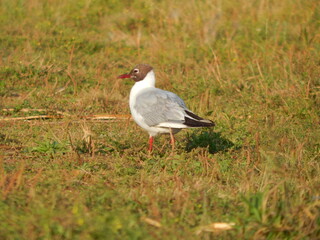 black headed gull