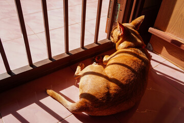 A male Chihuahua with brown fur sat behind iron bars, with sunlight filtering through them.