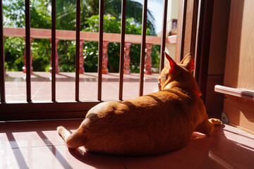 A male Chihuahua with brown fur sat behind iron bars, with sunlight filtering through them.