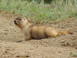 prairie dog eating