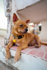 A cool brown Chihuahua. The Chihuahua is cute.