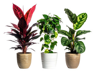 Fototapeta premium Three potted tropical plants with varying leaf shapes and colors