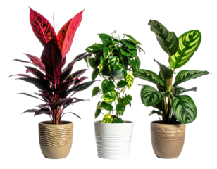 Three potted tropical plants with varying leaf shapes and colors