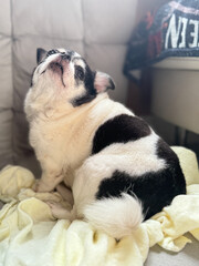 A black and white Chihuahua is sitting on the car seat.