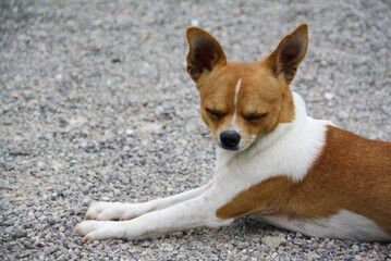 A cute white and brown Chihuahua. A close-up image of a Chihuahua on a pebble stone base.