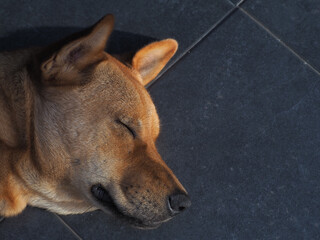 A close-up image of a brown dog's head.