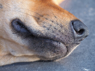 A close-up image of a brown dog's head.