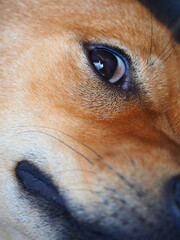 A close-up image of a brown dog's head.