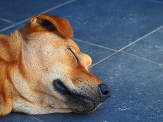 A close-up image of a brown dog's head.
