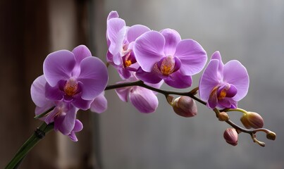 Obraz premium purple than orange Phalaenopsis Orchid