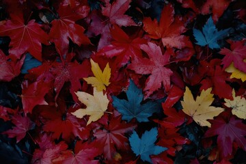 Colorful autumn leaves cover the ground