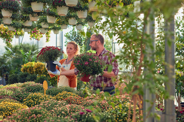 Man and woman working in a flower nursery greenhouse, taking care of plants and preparing it for selling.