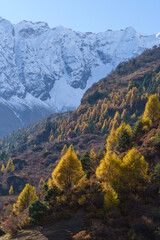 Golden trees climb snow capped mountains