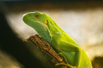 green lizard on a tree, brand, relaxed