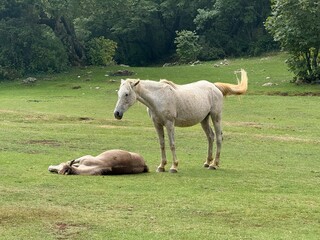 White horse with brown horse lying meadow grass