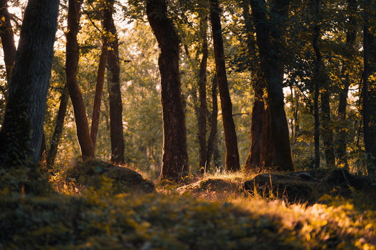 Sunlit forest floor with tall trees and warm golden light filtering through foliage, casting soft shadows over mossy rocks and grass in a tranquil natural woodland scene.